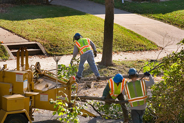 Trusted Rutledge, GA Tree Services Experts